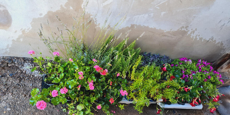 Nahaufnahme der Blumen