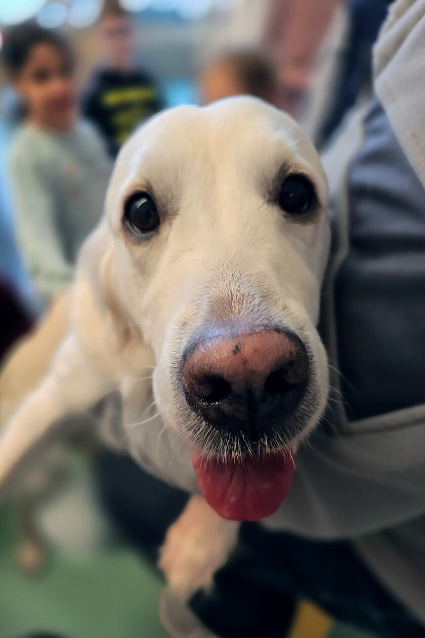 Ein weißer Hund schaut neugierig in die Kamera und streckt dabei spielerisch die Zunge heraus.