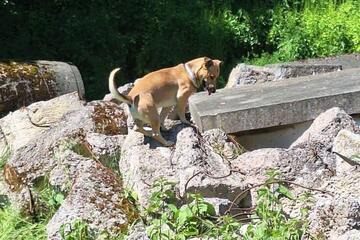 Ein Rettungshund bei der Übung "Trümmersuche"