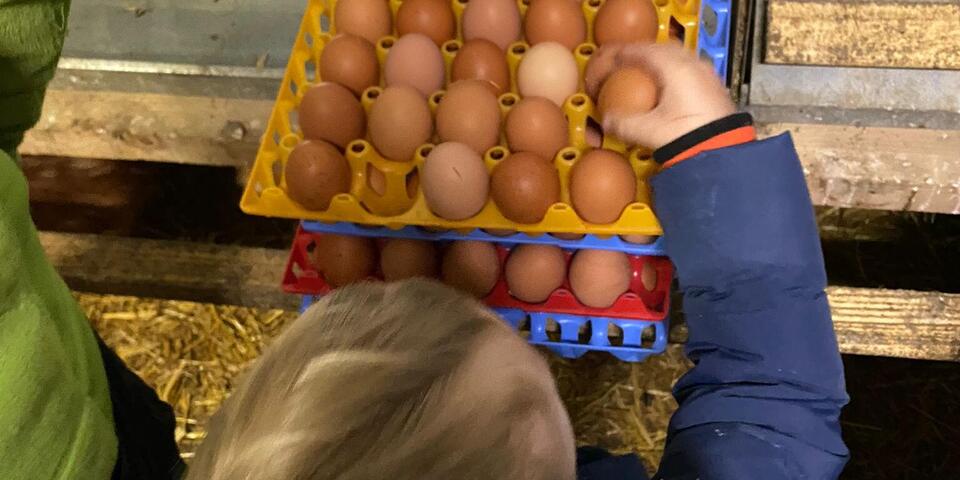 Kinde sammeln Eier