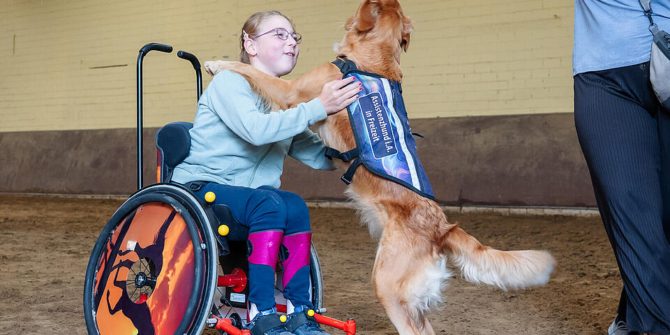 Mädchen im Rollstuhl übt mit einem Golden Retriever ein Kunststück