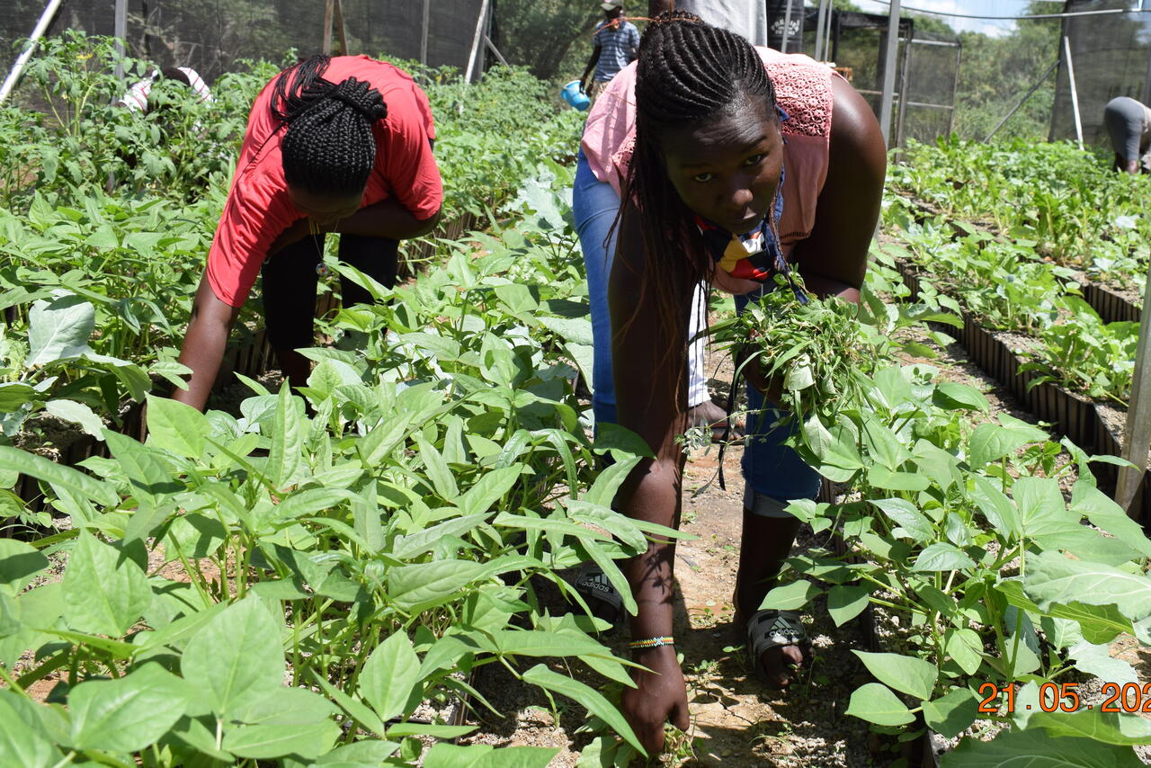 Eine junge Frau arbeitet im Gewächshaus