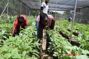 Eine junge Frau arbeitet im Gewächshaus
