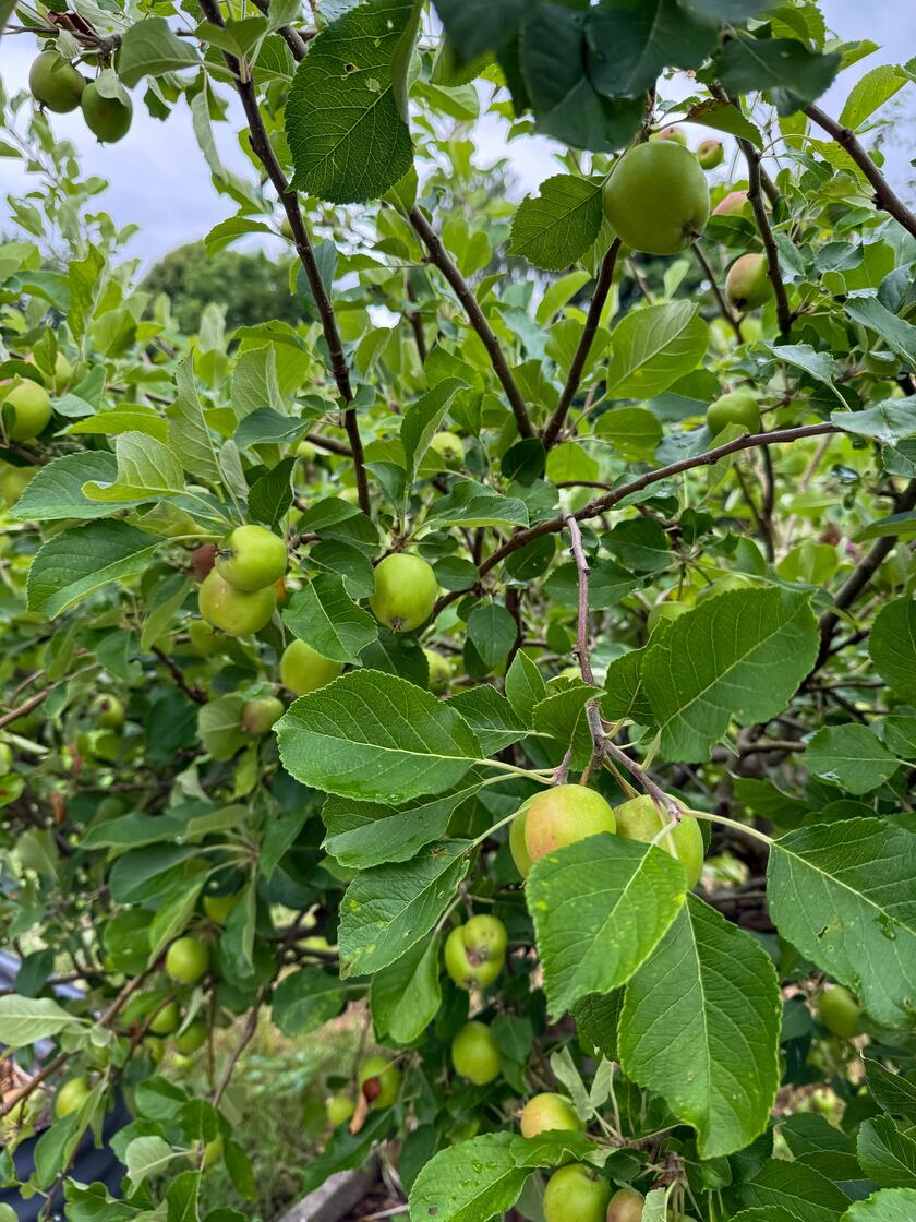 Apfelbaum mit Früchten