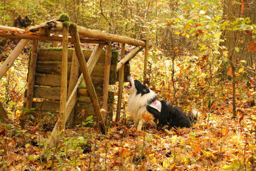 Rettungshund in Laubwald