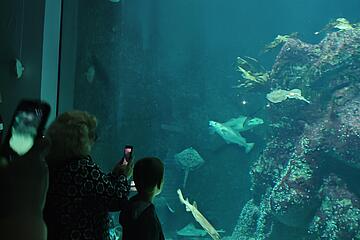 Großes Aquarium