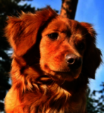 Porträt eines mittelgroßen Hundes mit rot-braunem, glänzendem Fell. Das Tier blickt freundlich und neugierig in die Ferne, im Hintergrund blauer Himmel und Bäume.