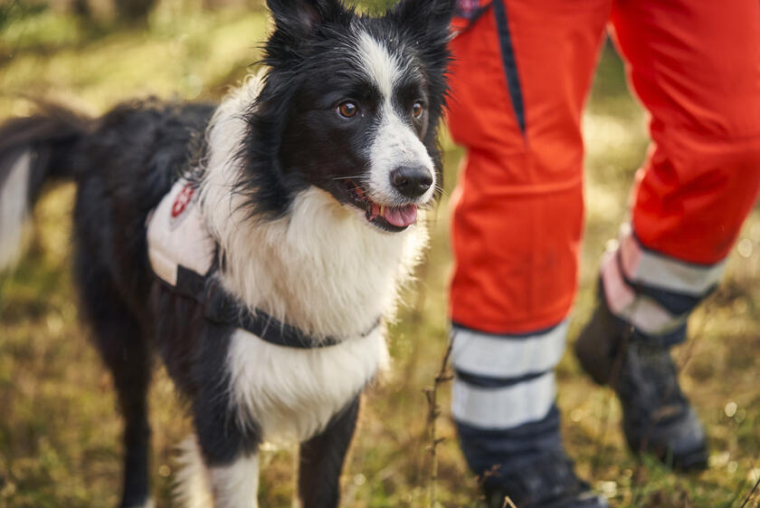 Rettungshund der Rettungshundestaffel läuft neben seinem Hundeführer