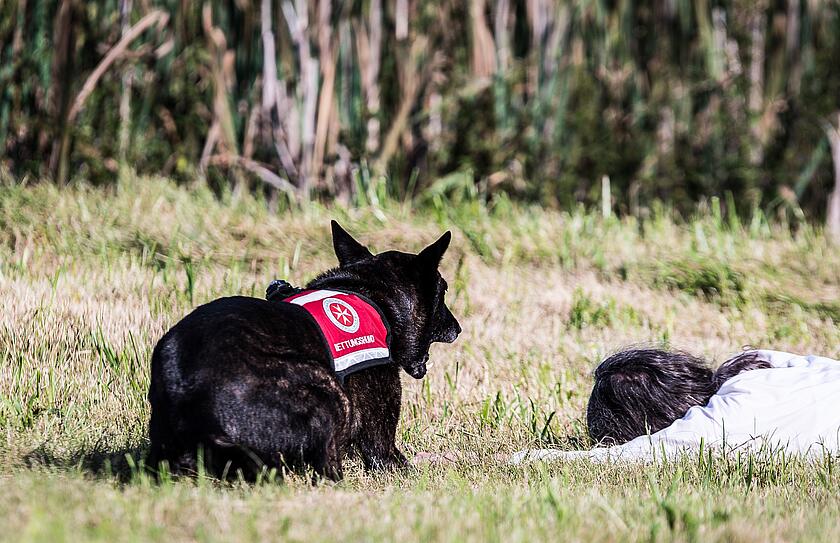 Foto von einem in der Wiese sitzenden Rettungshund