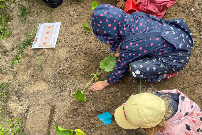 Kinder der Kita Pavillon beugen sich über das Beet und bepflanzen es mit Setzlingen.