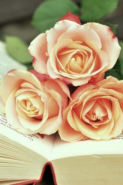 Drei rosafarbene Rosen liegen auf einem aufgeschlagenen Buch.