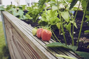 Frische Erdbeeren im Beet