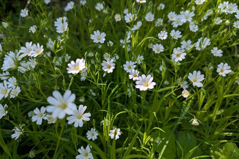 Blick auf Blümchenwiese