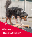 Hund mit nassem Fell läuft über Hindernisse, Text: „Günther – Das Kraftpaket“.