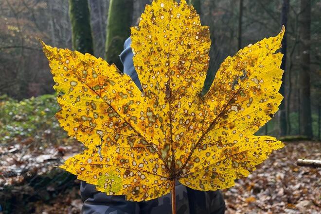 Kind hält großes Blatt