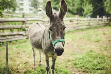 Tiergehege des Johanniterhauses Heiligenstadt Am Richteberg