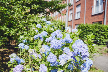 Lila blühende Hortensie im Garten des Johanniter-Stiftes in Wuppertal