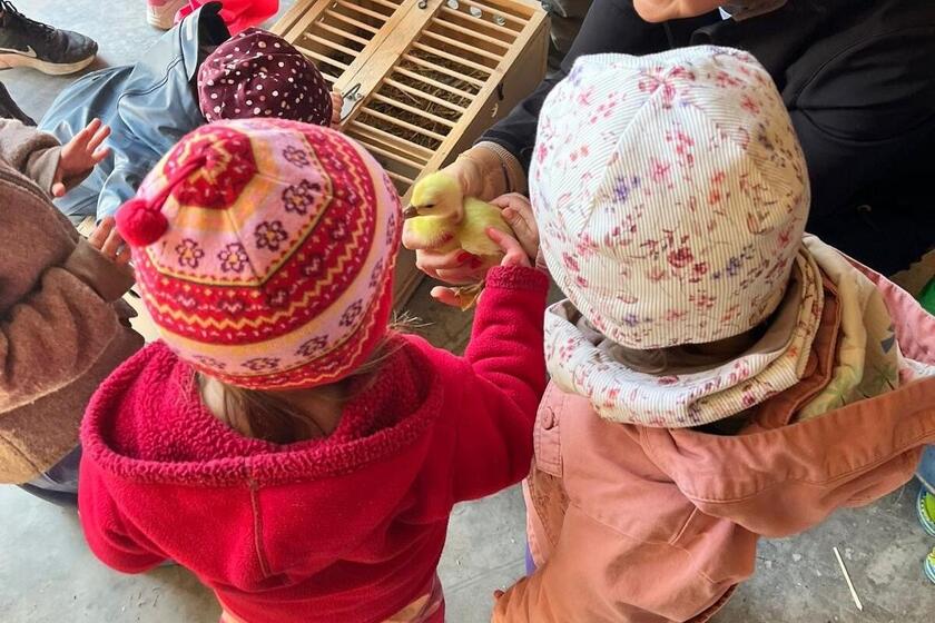 Krippenkinder und ihre Erzieherin halten ein kleines Küken in der Hand