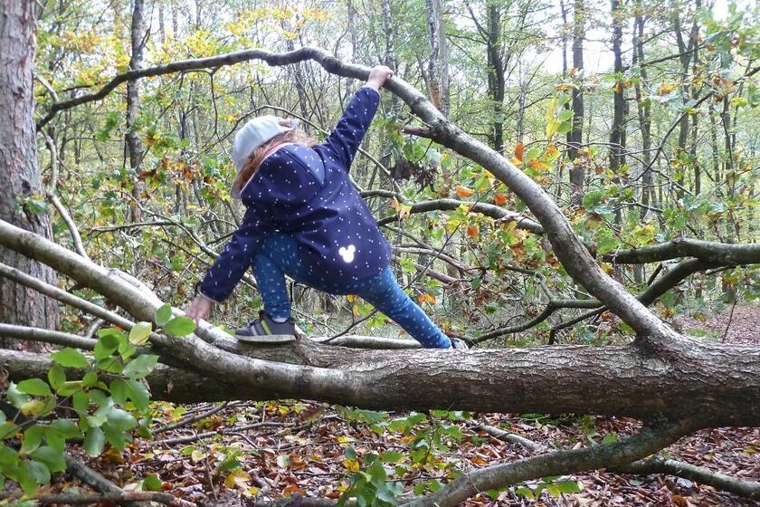 Ein kind klettert entlang eines großen, umgeknickten Astes 