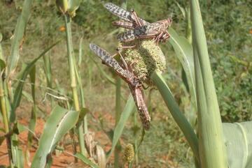Zwei Heuschrecken auf einer Pflanze