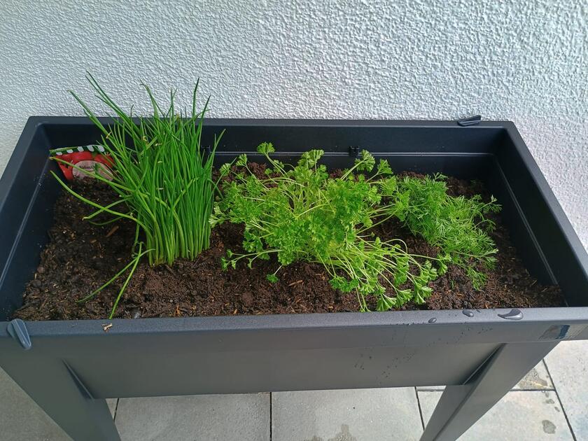 Ein Kräuter-Hochbeet, angelegt von den Gästen der Tagespflege Königsbrunn.