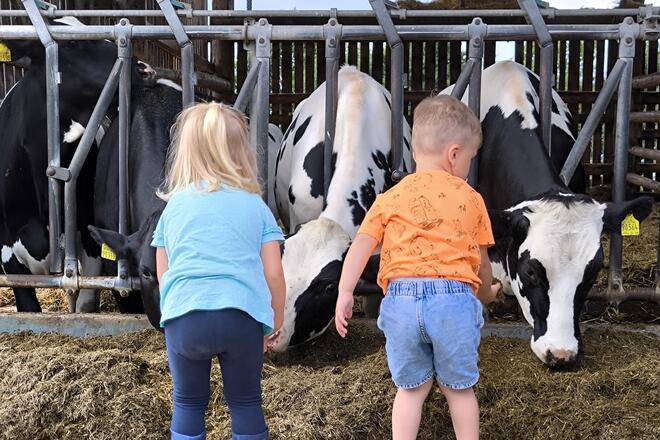 Für die Kinder war es beeindruckend die Kühe in Echt zu sehen.