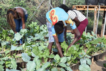 Drei Jugendliche arbeiten im Gewächshaus
