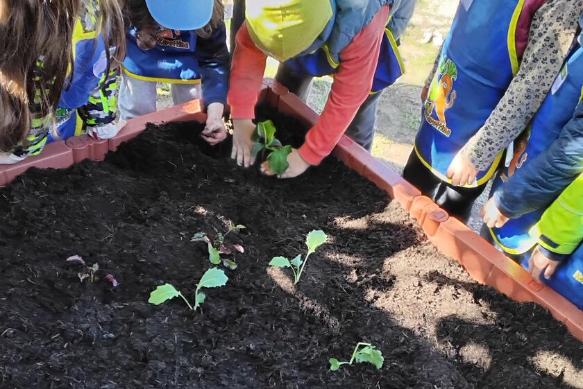 Gemüsebeet der Kinder