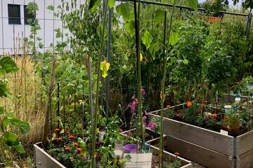 In den Hochbeeten wachsen verschiedene Gemüsesorten und Blumen 