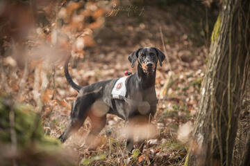 In liebevoller Erinnerung an Arthur von der Johanniter-Rettungshundestaffel Baden-Karlsruhe