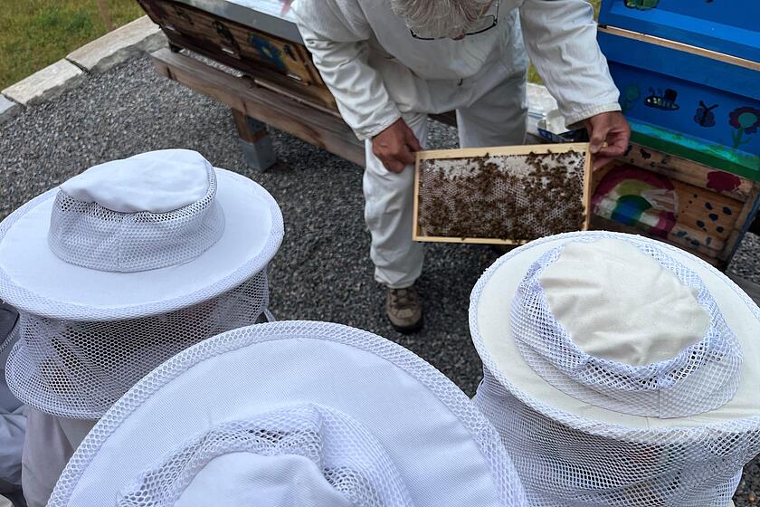 Die Kinder des Waldkindergartens schauen sich die Bienen 