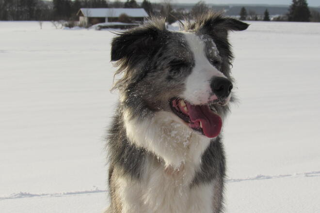 Ein Hund hat die Augen geschlossen und lässt die Zunge heraushängen. Hinter ihm ist eine weiße Schneelandschaft zu sehen und auf seinem Fell liegen einige Schneeflocken.