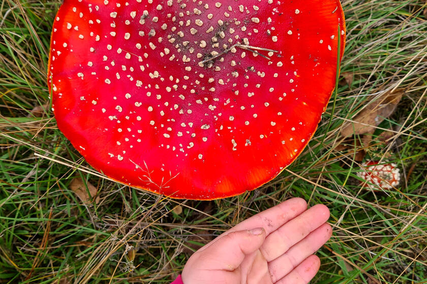 Hand eines Kindes aus dem Waldkindergarten Schlüsselau neben einem großen Pilz