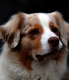 Nahaufnahme eines Australian Shepherd mit hellem, flauschigem Fell und braunen Abzeichen, der aufmerksam zur Seite schaut.