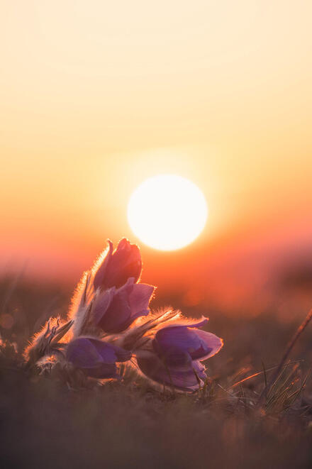 Distel vor einem Sonnenuntergang