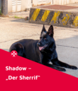 Ein schwarzer Hund liegt entspannt auf einer Betonfläche und schaut aufmerksam zur Seite. Im unteren Bildbereich steht auf rotem Hintergrund mit dem Johanniter-Logo der Text: „Shadow – Der Sheriff“.