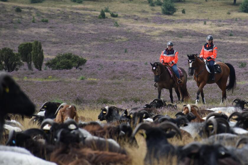 Zwei Reiterinnen der Reiterstaffel in der Lüneburger Heide