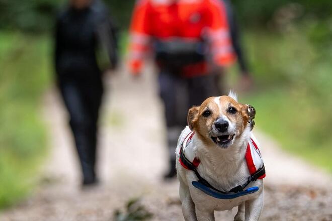 Ein kleiner braun-weißer Hund mit Rettungshundegeschirr läuft dynamisch und mit gespitzten Ohren auf einem Waldweg direkt auf die Kamera zu. Im unscharfen Hintergrund gehen zwei Menschen, von denen eine Person eine leuchtend orangefarbene Einsatzjacke der Johanniter trägt. Die Szene spielt im Grünen und vermittelt Bewegung sowie Zusammenarbeit bei der Rettungshundearbeit.
