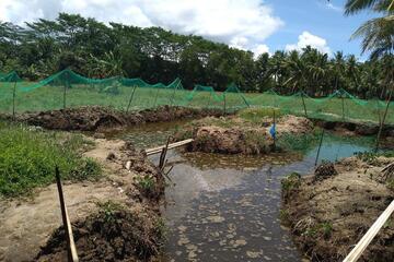Der Teich in dem sich die Krabben befinden