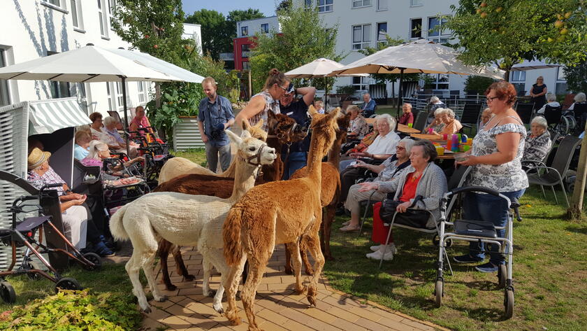 Zwei Alpakas in einer Gruppe von Senioren