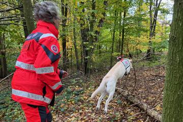 Und springt über Baumstamm dahinter Hundeführerin