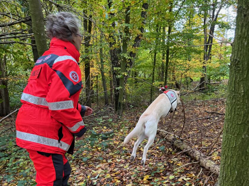 Und springt über Baumstamm dahinter Hundeführerin