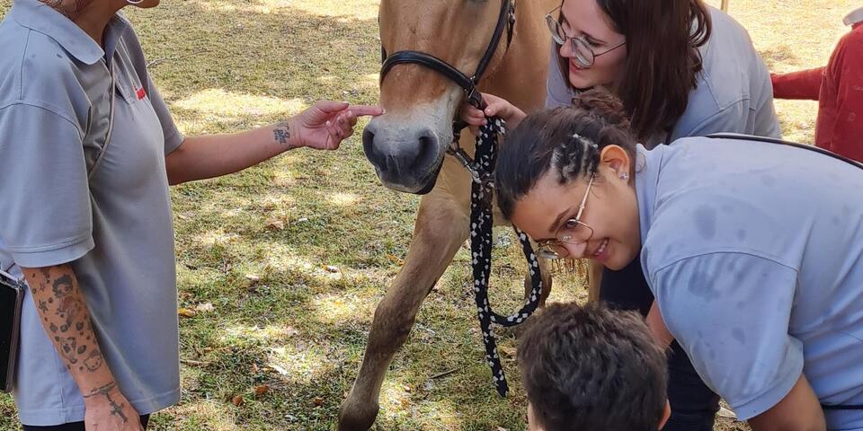 Kind im Rollstuhl streichelt Pferd