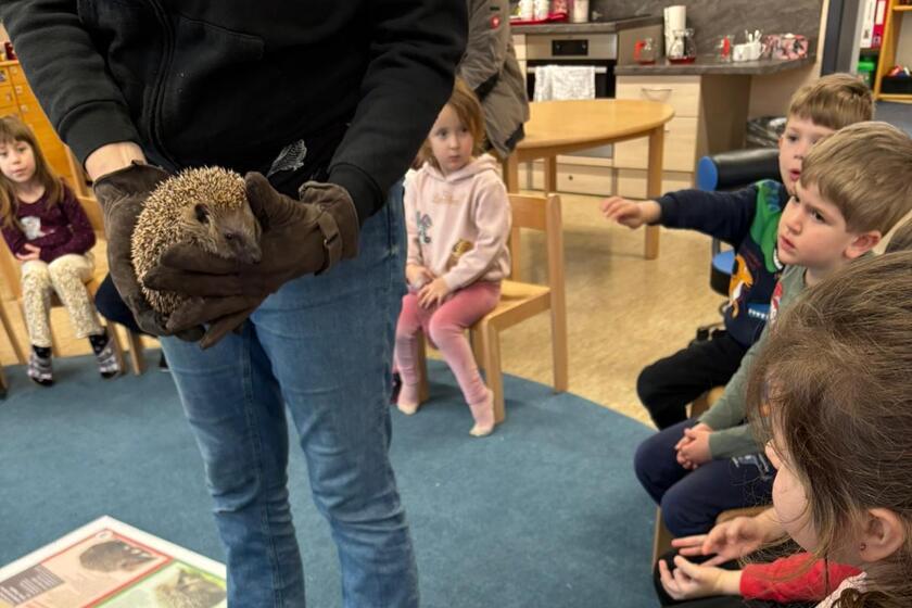Kinder betrachten Igel "Peterchen".