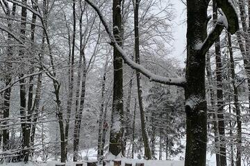 Wald im Winter Johanniter-Waldkindergarten "Märchenzwerge"