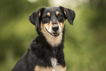 In liebevoller Erinnerung an Mina von der Johanniter-Rettungshundestaffel Baden-Karlsruhe