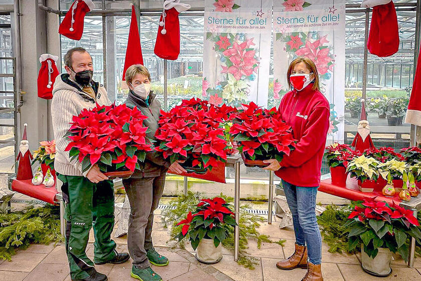 Drei Personen halten vor einem Gewächshaus mehrere rote Weihnachtssterne vor einem weihnachtlich dekorierten Verkaufsstand.