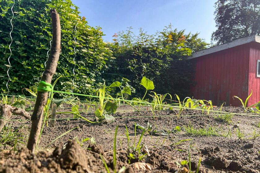 Ein Gemüsebeet mit Setzlingen