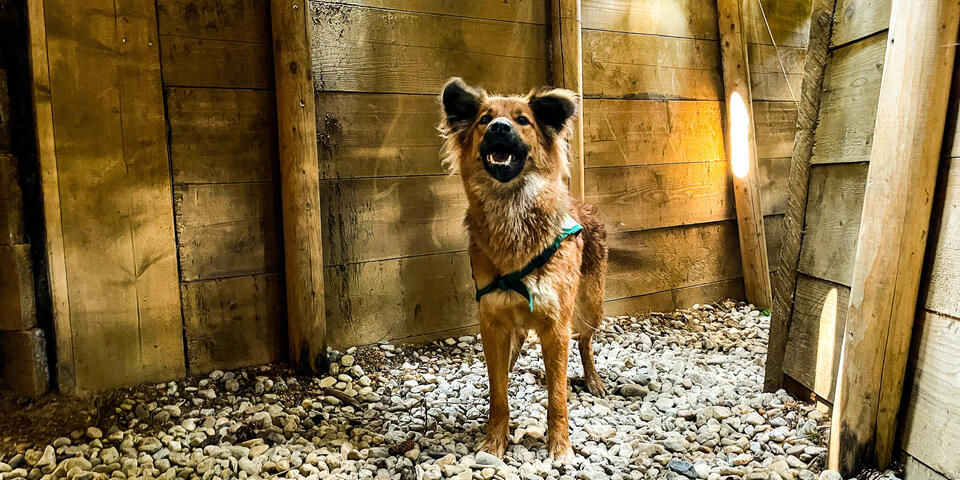 Ein Hund in einer Art Unterbau