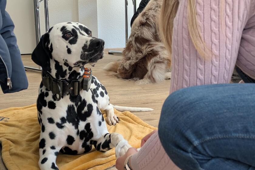 Halterin untersucht ihren Hund beim Kurs